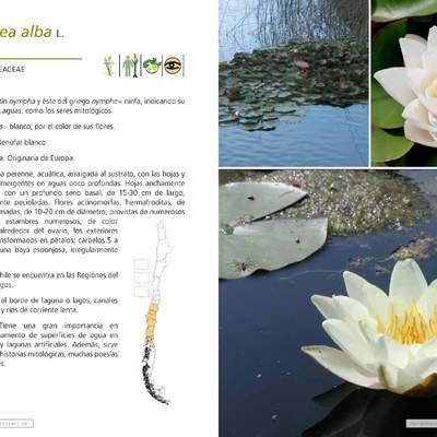 Nymphaea alba