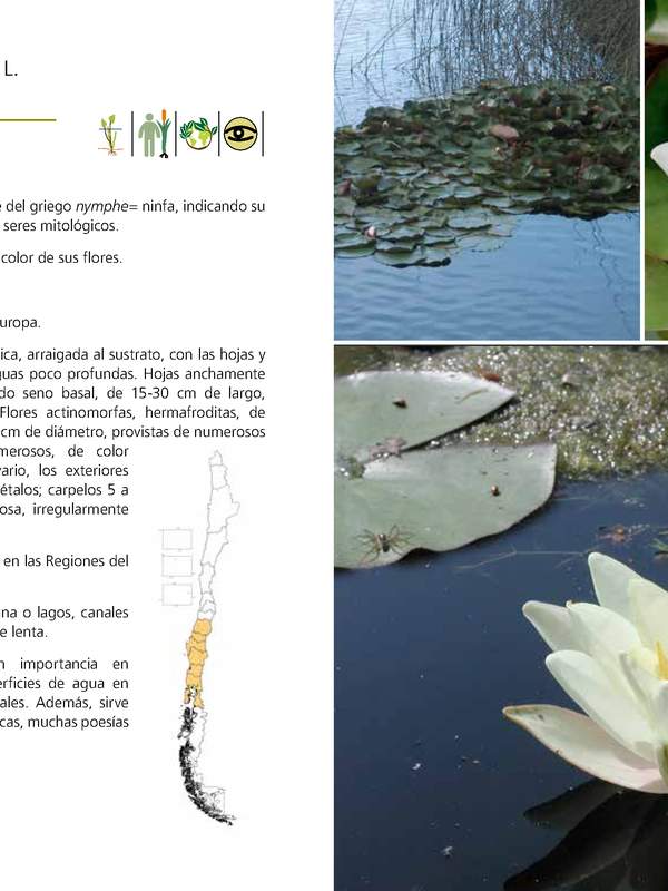 Nymphaea alba