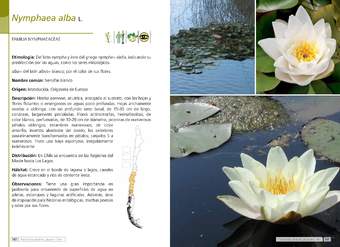 Nymphaea alba