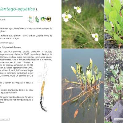 Alisma plantago-aquatica