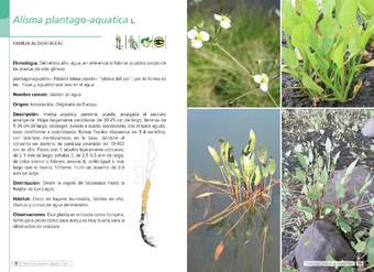 Alisma plantago-aquatica