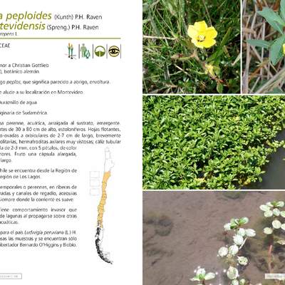 Ludwigia peploide