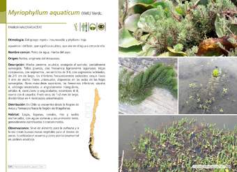Myriophyllum aquaticum