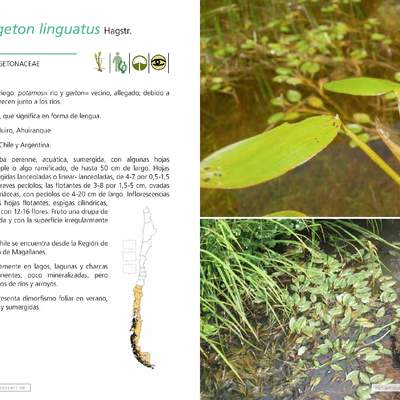 Potamogeton linguatus