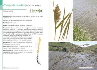 Phragmites australis