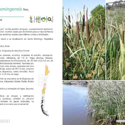 Typha domingensis