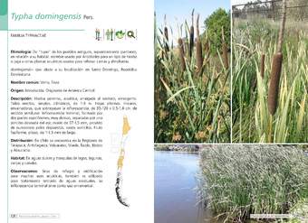 Typha domingensis