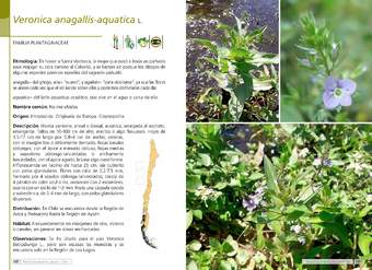 Veronica anagallis-aquatica