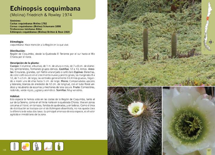 Echinopsis coquimbana
