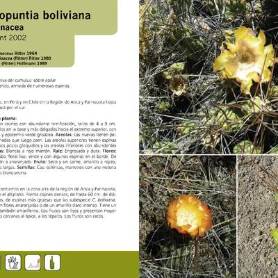 Cumulopuntia boliviana