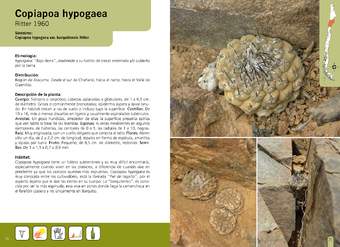 Copiapoa hypogaea