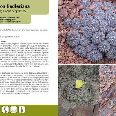 Copiapoa fiedleriana