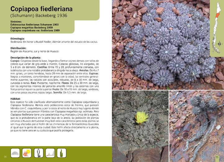 Copiapoa fiedleriana