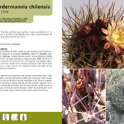 Neowerdermannia chilensis