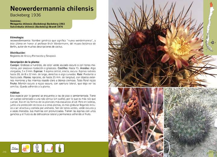 Neowerdermannia chilensis