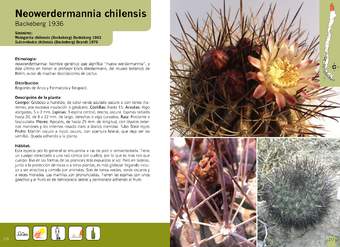 Neowerdermannia chilensis