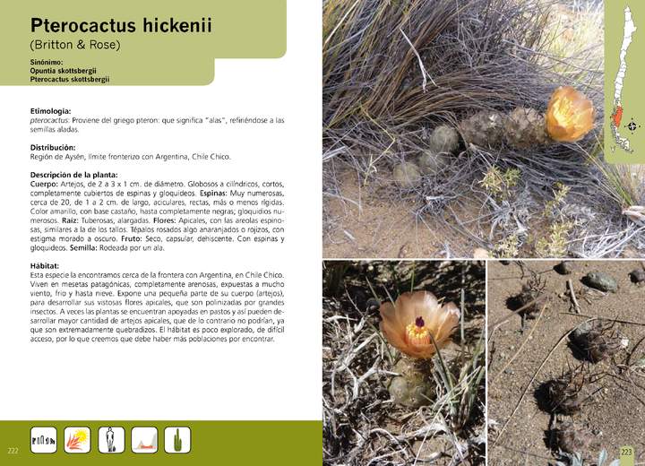 Pterocactus hickenii
