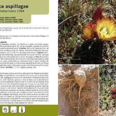 Eriosyce aspillagae
