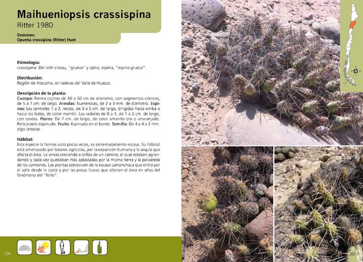 Maihueniopsis crassispina