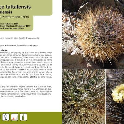 Eriosyce taltalensis ssp. taltalensis