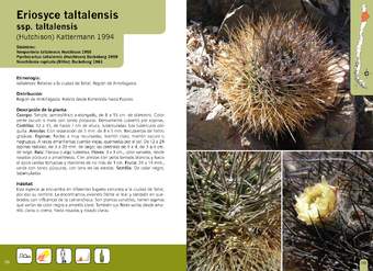 Eriosyce taltalensis ssp. taltalensis