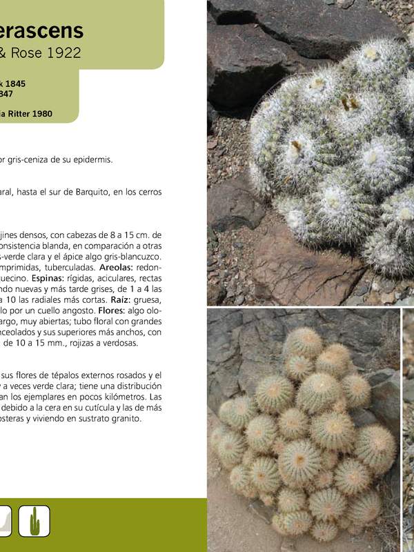 Copiapoa cinerascens