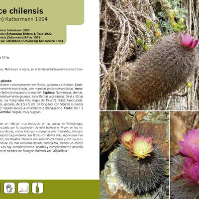 Eriosyce chilensis