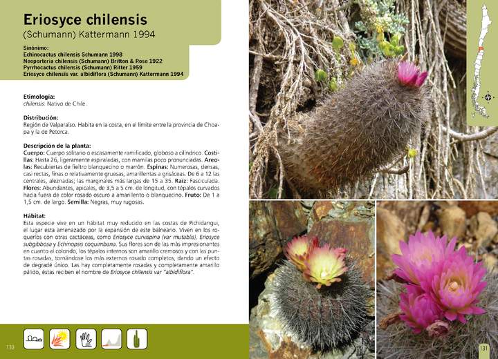 Eriosyce chilensis