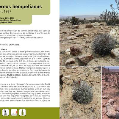 Oreocereus hempelianus