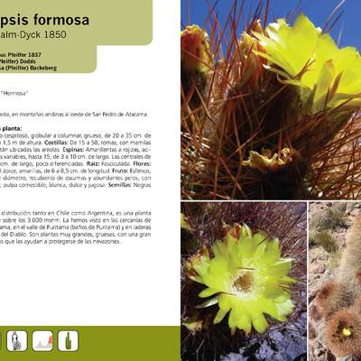 Echinopsis formosa