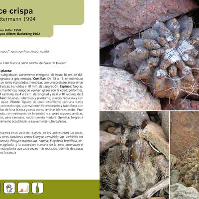 Eriosyce crispa