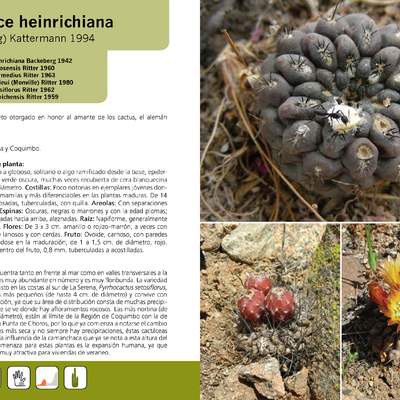 Eriosyce heinrichiana
