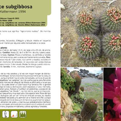 Eriosyce subgibbosa