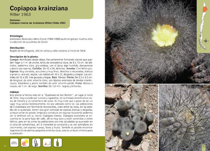 Copiapoa krainziana