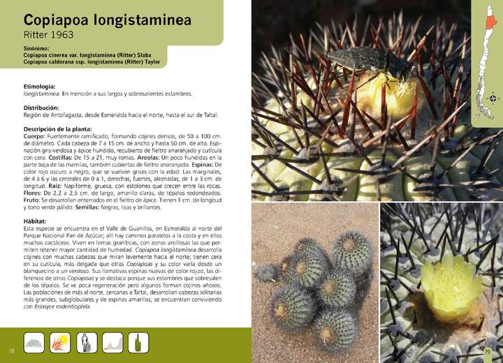 Copiapoa longistaminea