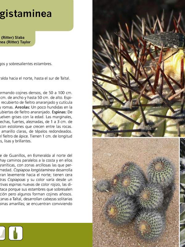 Copiapoa longistaminea