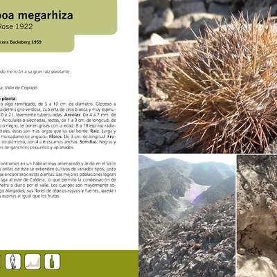 Copiapoa megarhiza