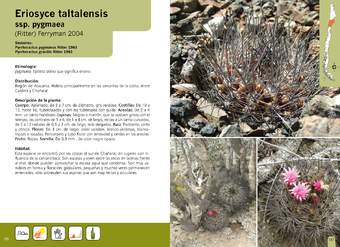 Eriosyce taltalensis ssp. pygmaea