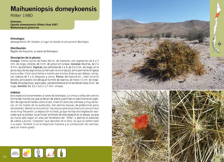 Maihueniopsis domeykoensis