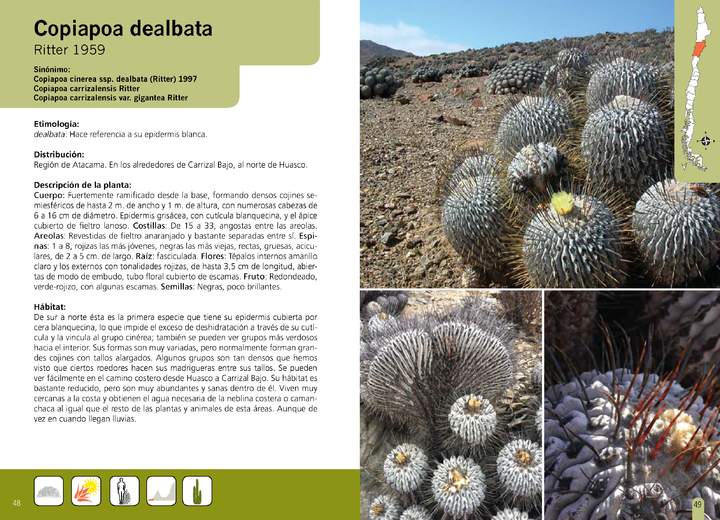 Copiapoa dealbata