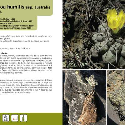 Copiapoa humilis ssp. australis
