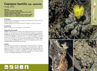 Copiapoa humilis ssp. australis