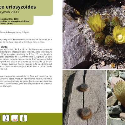 Eriosyce eriosyzoides