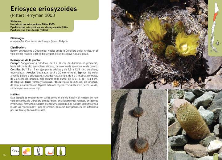 Eriosyce eriosyzoides