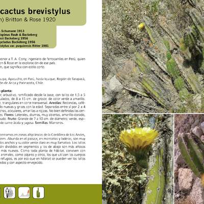 Corryocactus brevistylus