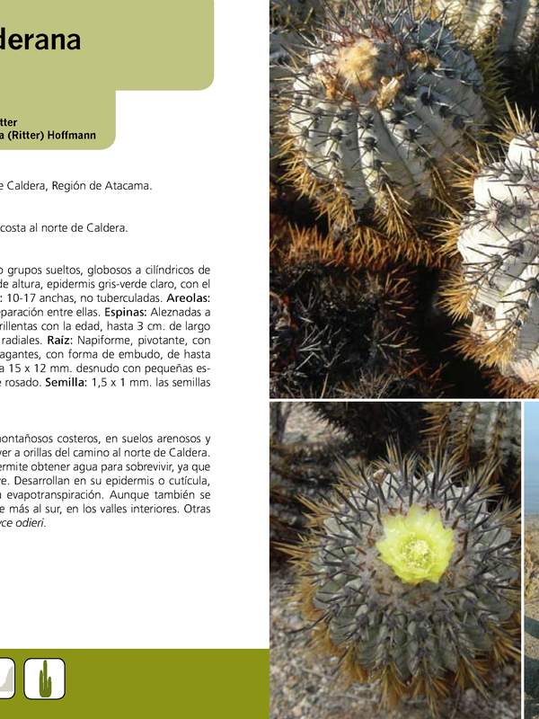 Copiapoa calderana