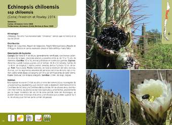 Echinopsis chiloensis