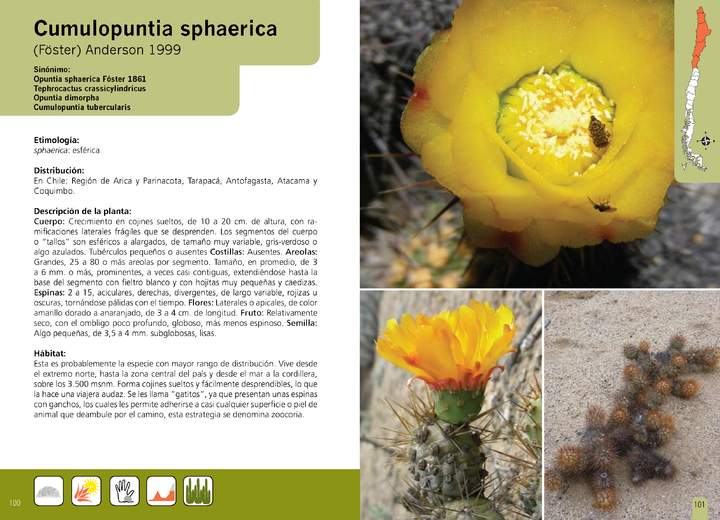 Cumulopuntia sphaerica