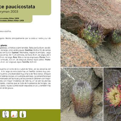 Eriosyce paucicostata