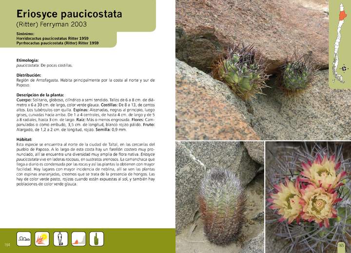 Eriosyce paucicostata